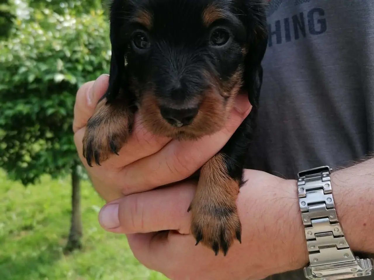 Billede 6 - Langhåret dværg gravhund dreng