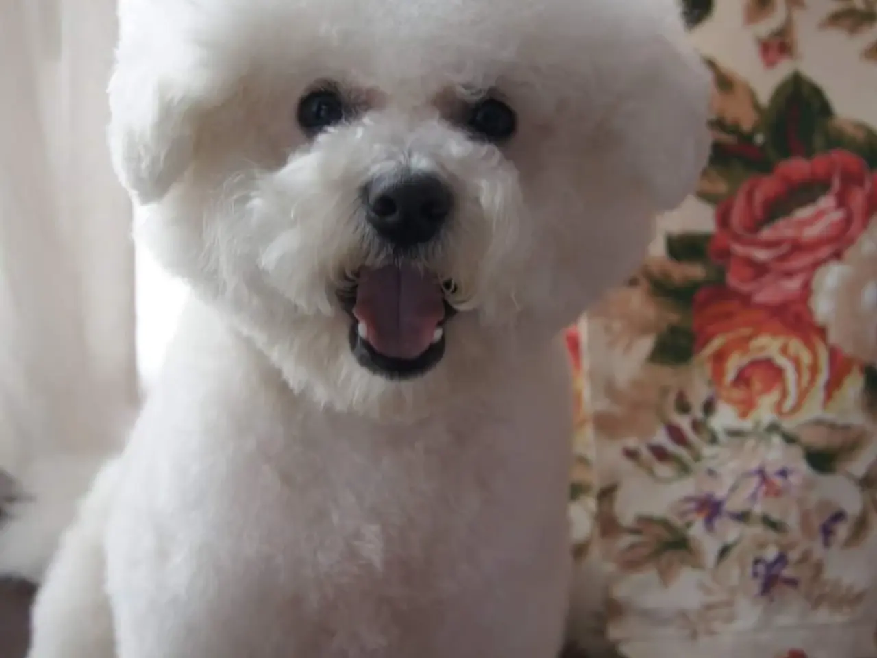 Billede 15 - Bichon Frise allergivenlige hvalpe