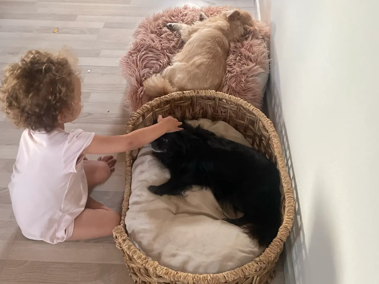 Billede 3 - Skøn hund søger nyt hjem