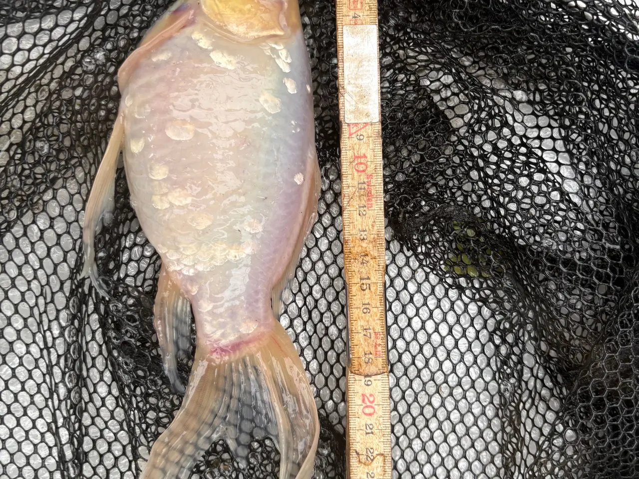Billede 10 - Fisk / guldfisk 