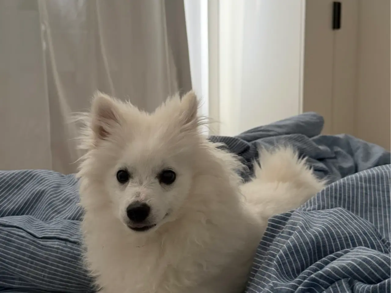 Billede 1 - Louie søger nyt hjem🐶