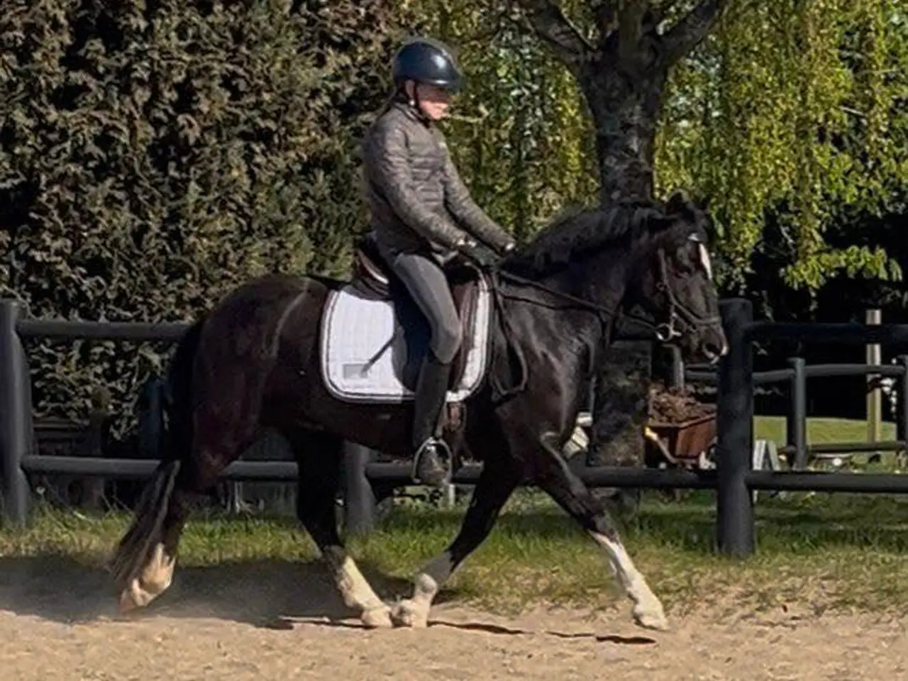 Billede 14 - Max kat 3,super børnepony
