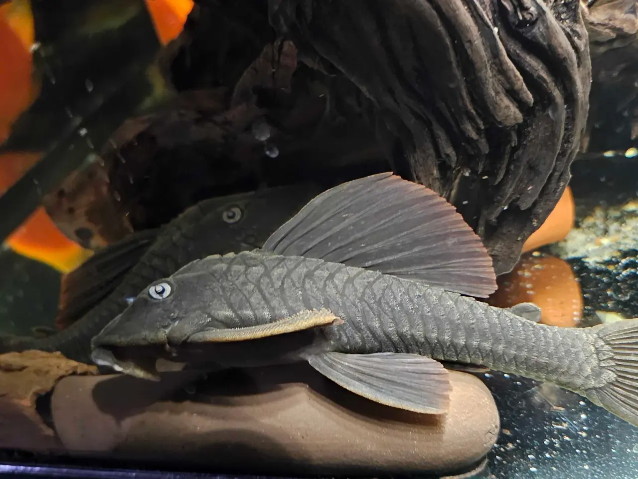 Billede 1 - Pleco L137 sugemaller