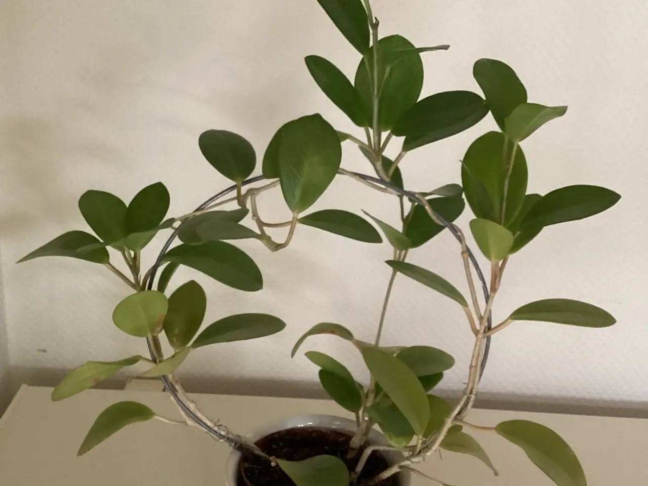 Billede 1 - Hoya plante med skjuler