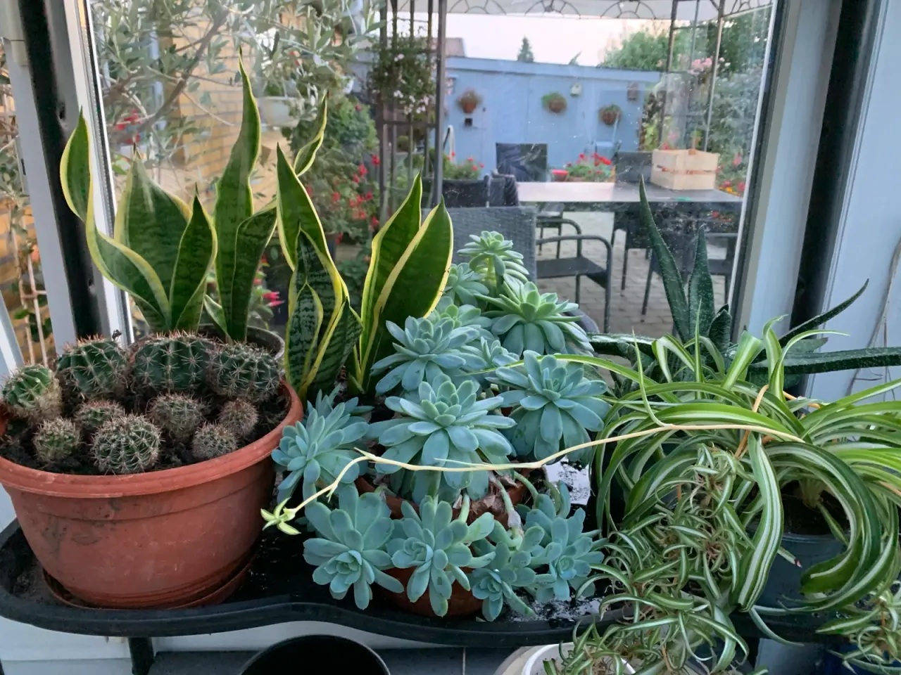 Billede 2 - Diverse gode stueplanter 