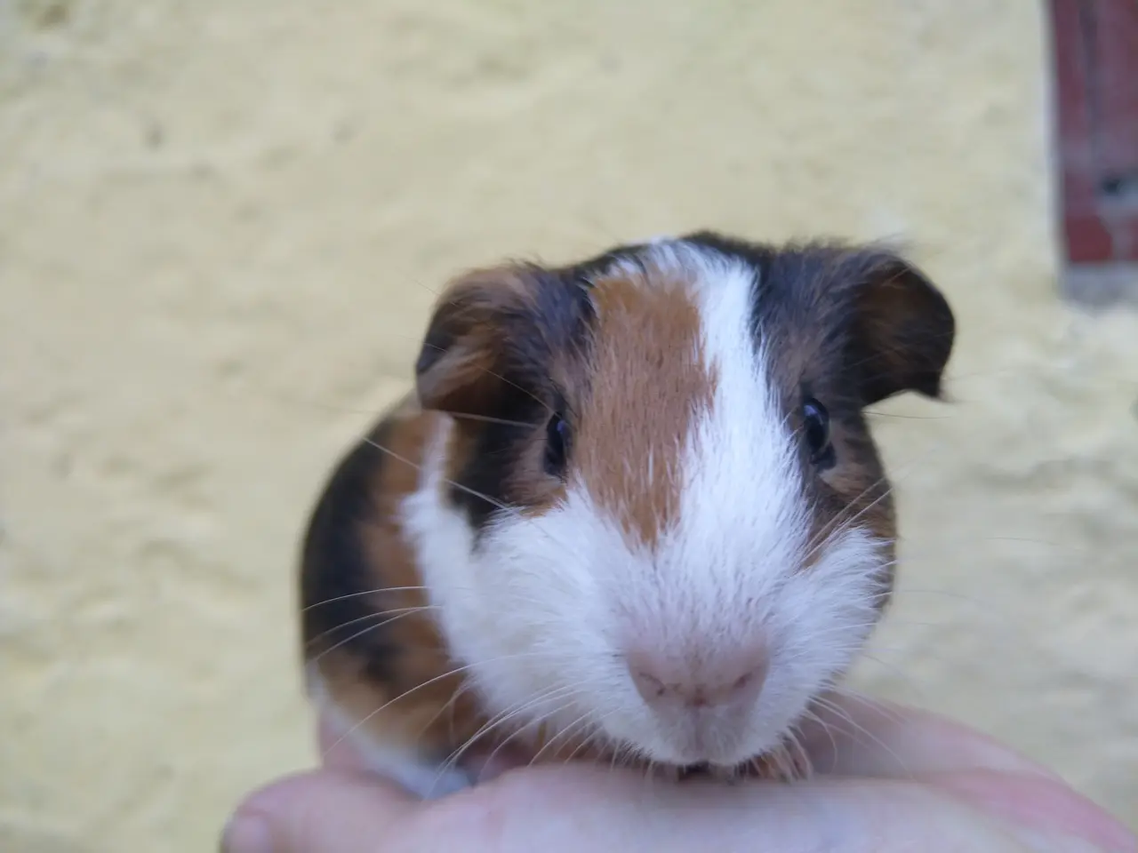 Billede 3 - 2 brødre i et køb 