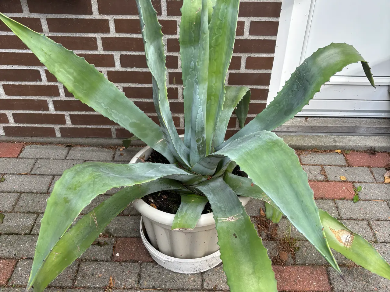 Billede 2 - Afhentes gratis: Agave plante