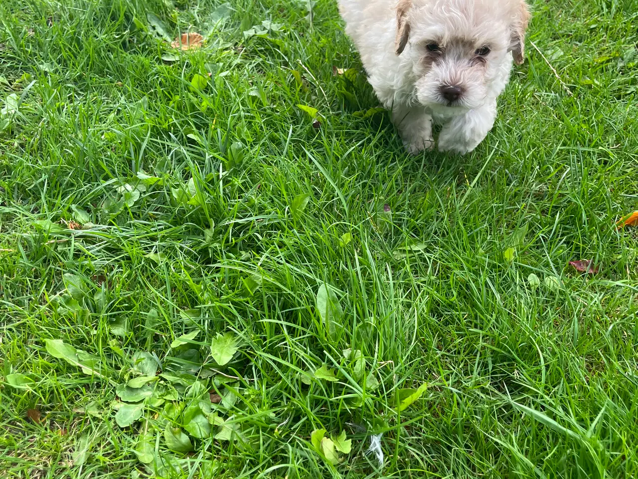 Billede 3 - Labradoodle hvalpe (hanner)