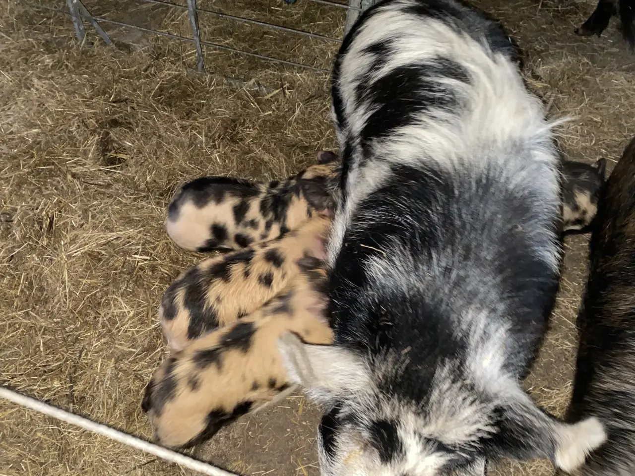 Billede 2 - Kunekune søer