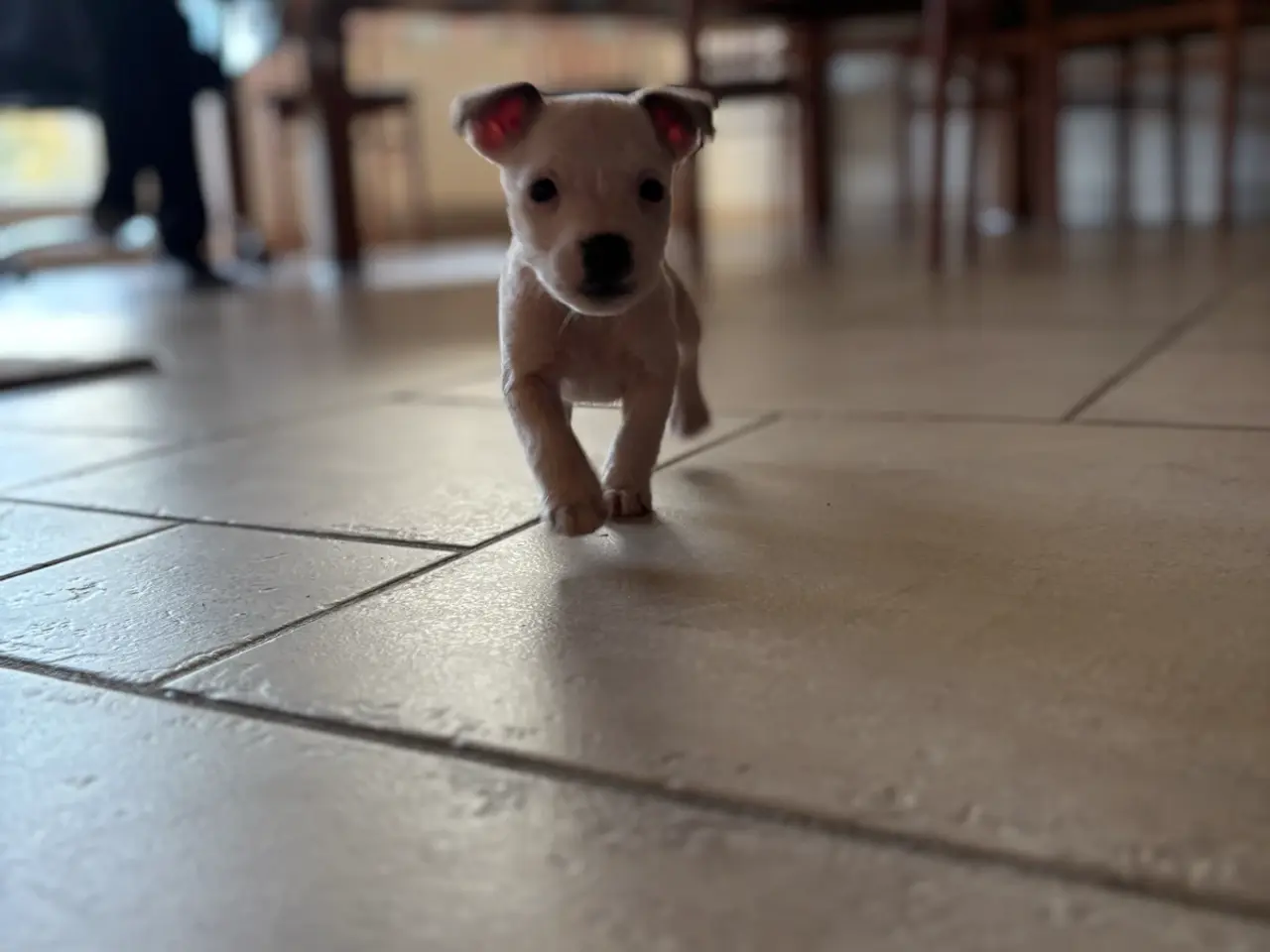 Billede 4 - Jack russel hvalpe