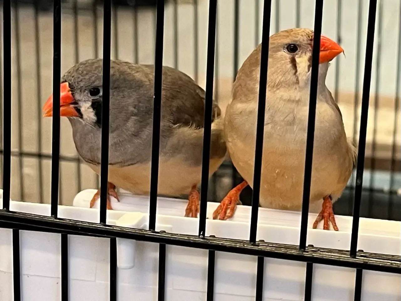 Billede 3 - Zebrafinker orange/sort kindet