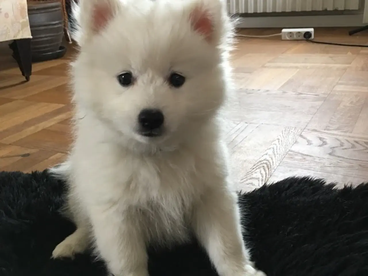 Billede 12 - MØD CODY - lille hund med et stort hjerte