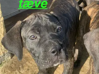 Presa canario / Cane Corso hvalpe - 5