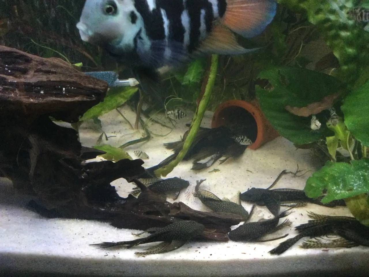 Billede 2 - Blue coral cichlide unger