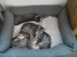 Killinger søger deres nye hjem