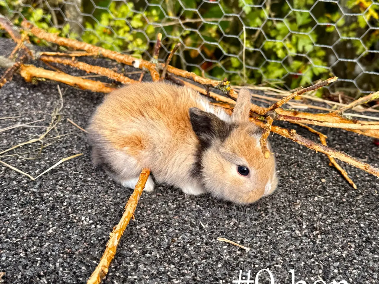Billede 10 - Mini Lop kaninunger