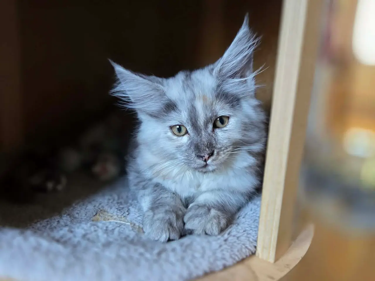 Billede 3 - Maine Coon - Pige
