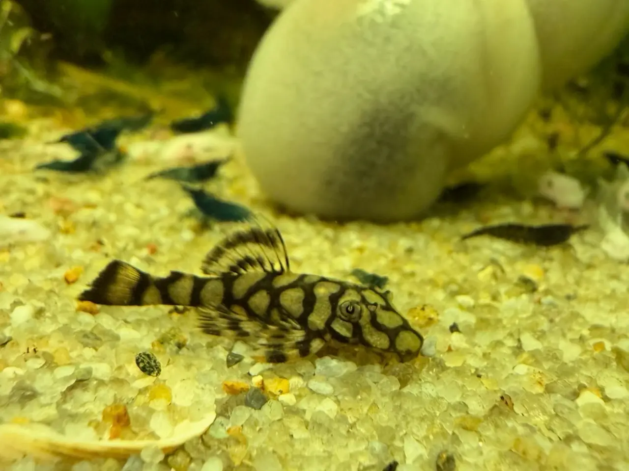 Billede 13 - L519 Honeycomb Pleco – Ancistrus sp.
