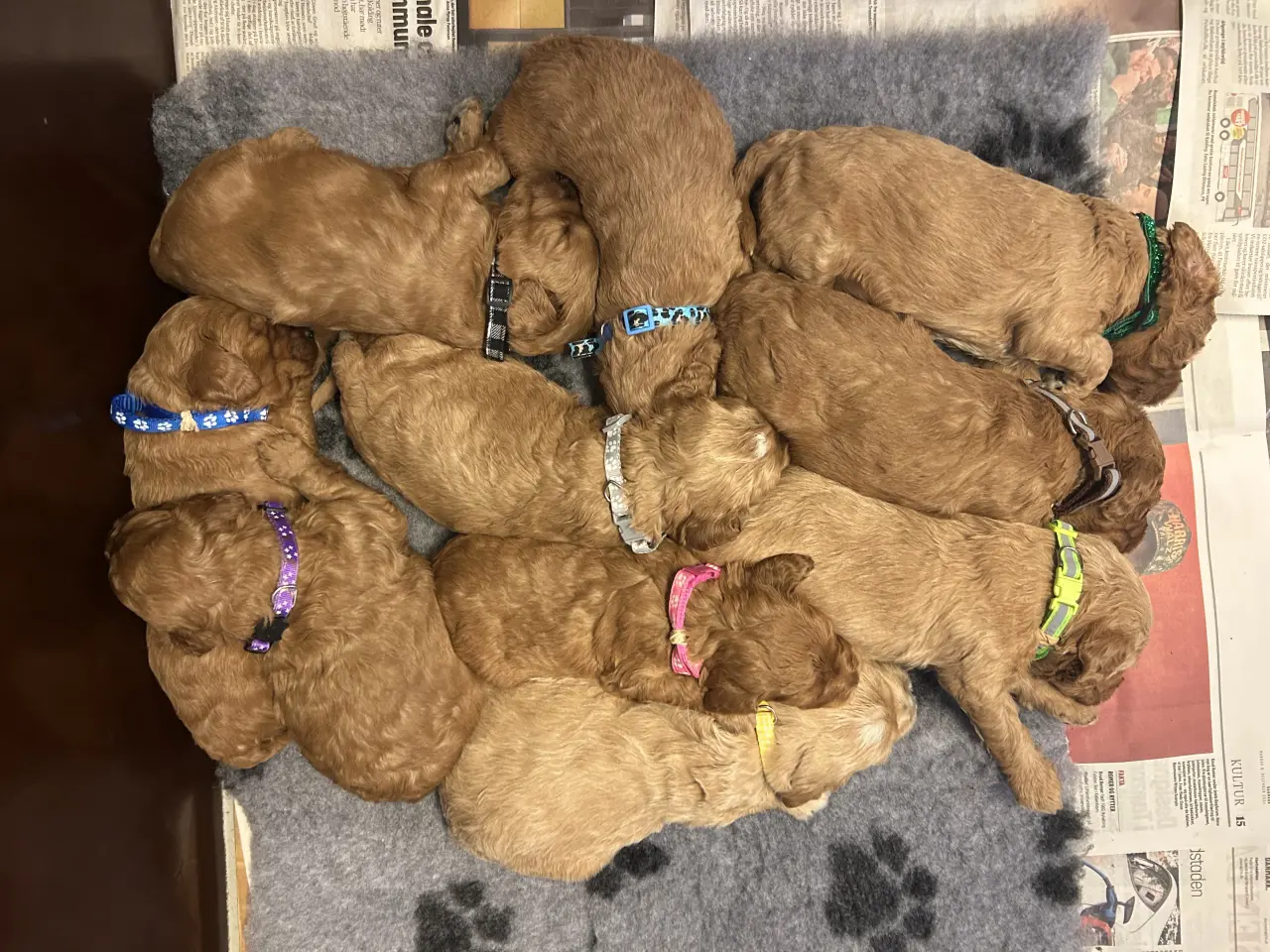 Billede 1 - Goldendoodle + Cavapoo