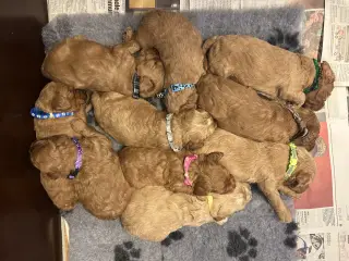 Goldendoodle + Cavapoo
