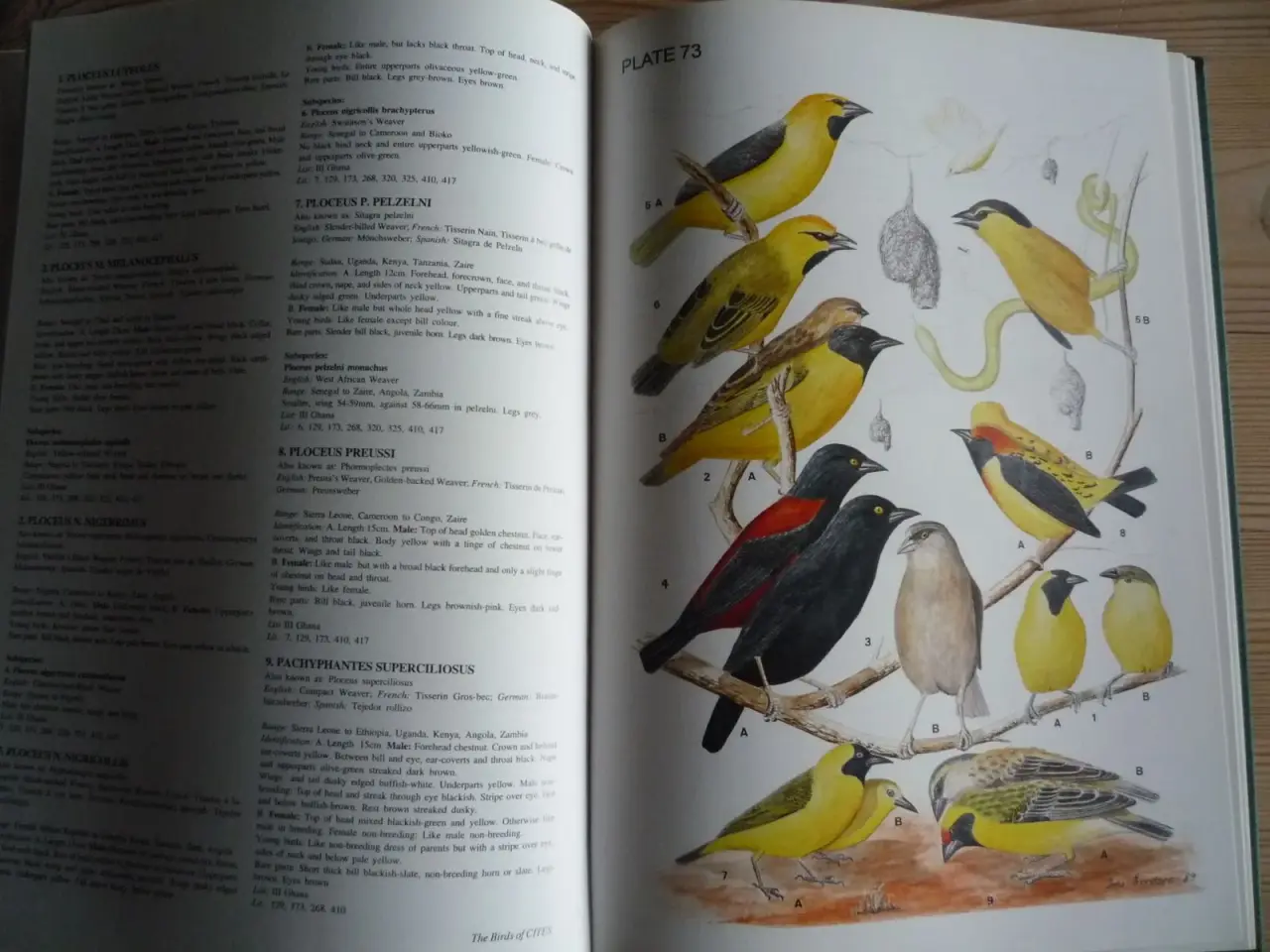 Billede 3 - The Birds of Cites