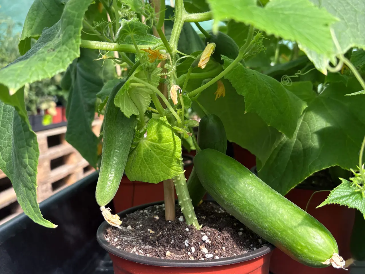 Billede 2 - Vinduesplanter, agurk, tomat, chili, peberfrugt