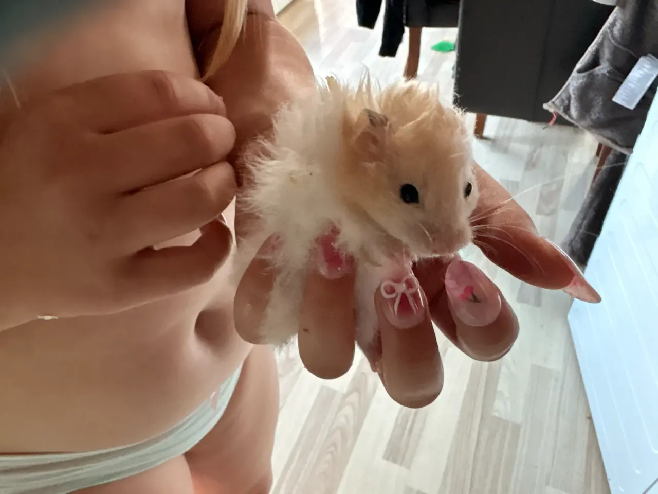 Billede 2 - Guld hamster
