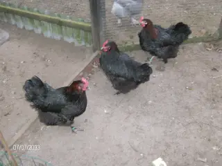 rugeæg