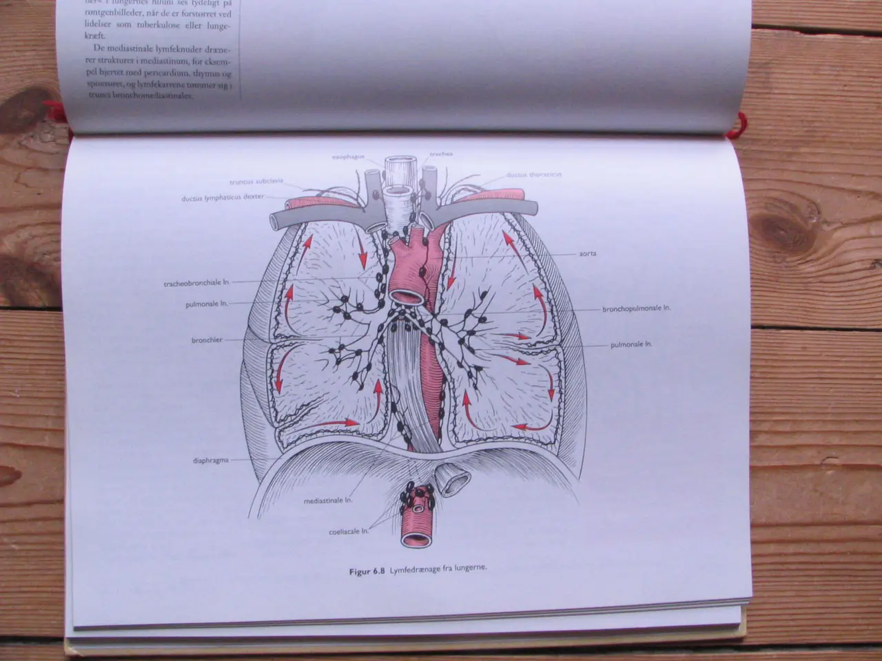 Billede 5 - Anatomisk Atlas