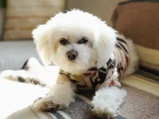 Bichon Maltes hanhund til parring – Horsens