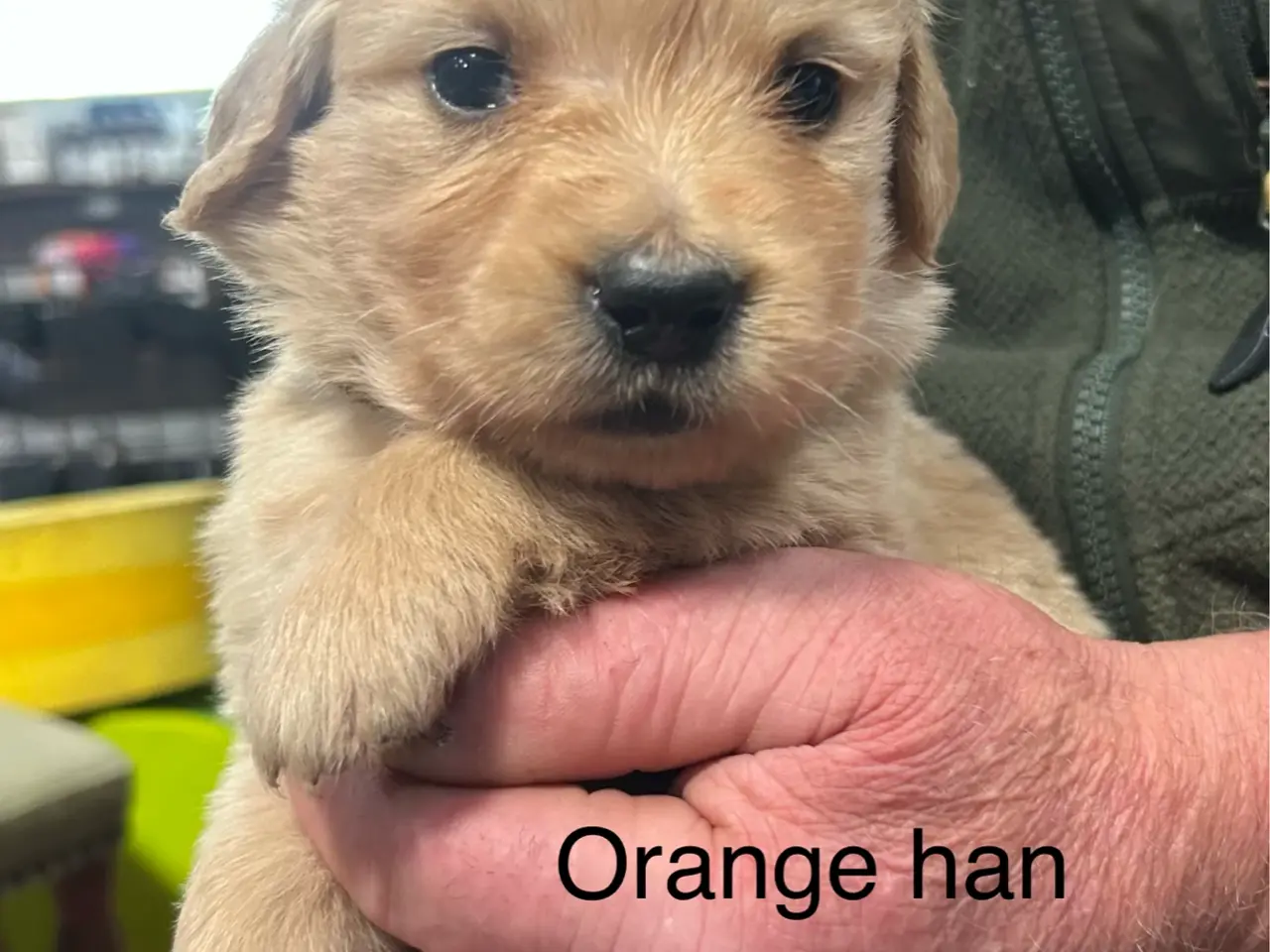 Billede 14 - Golden Retriever hvalpe