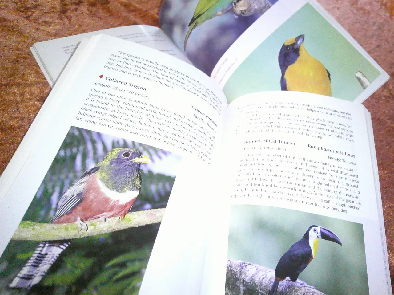 Billede 2 - Birds of Trinidad and Tobago,  Richard French,