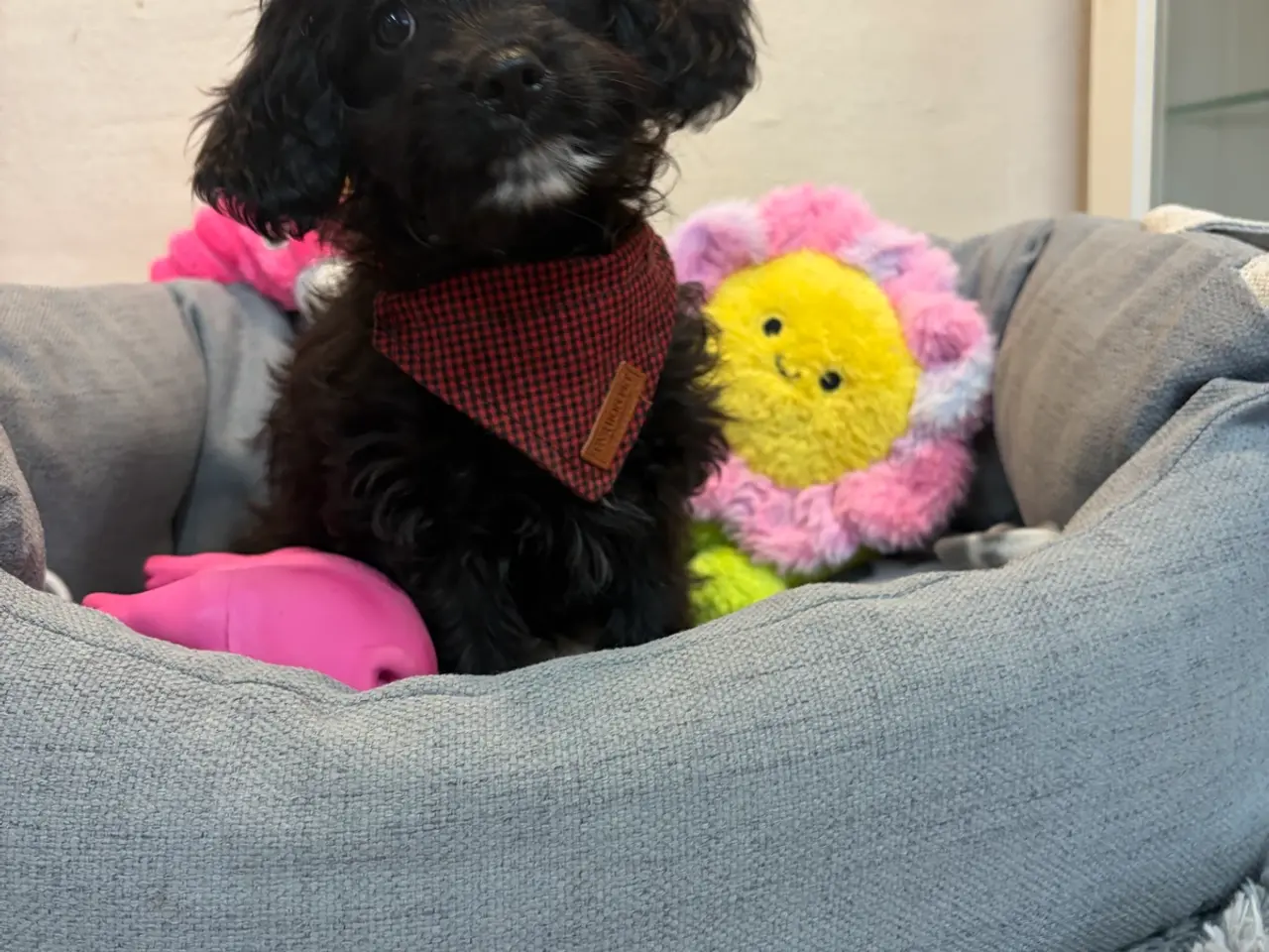 Billede 6 - Små virkelig fine mini Cavapoo babyer