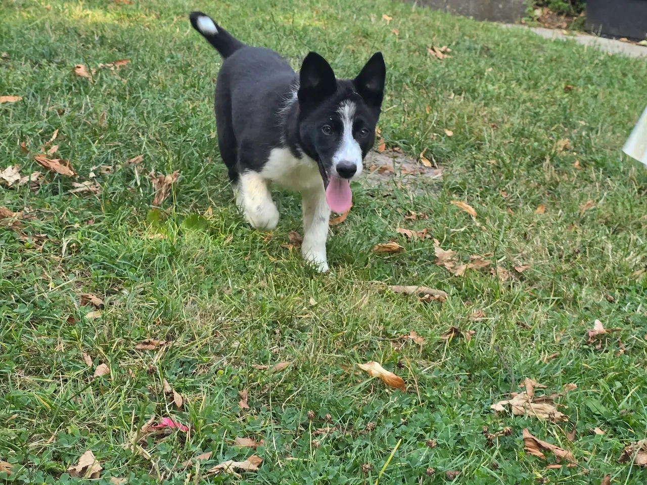 Billede 9 - De skønneste Border Collie hvalpe søger nyt hjem