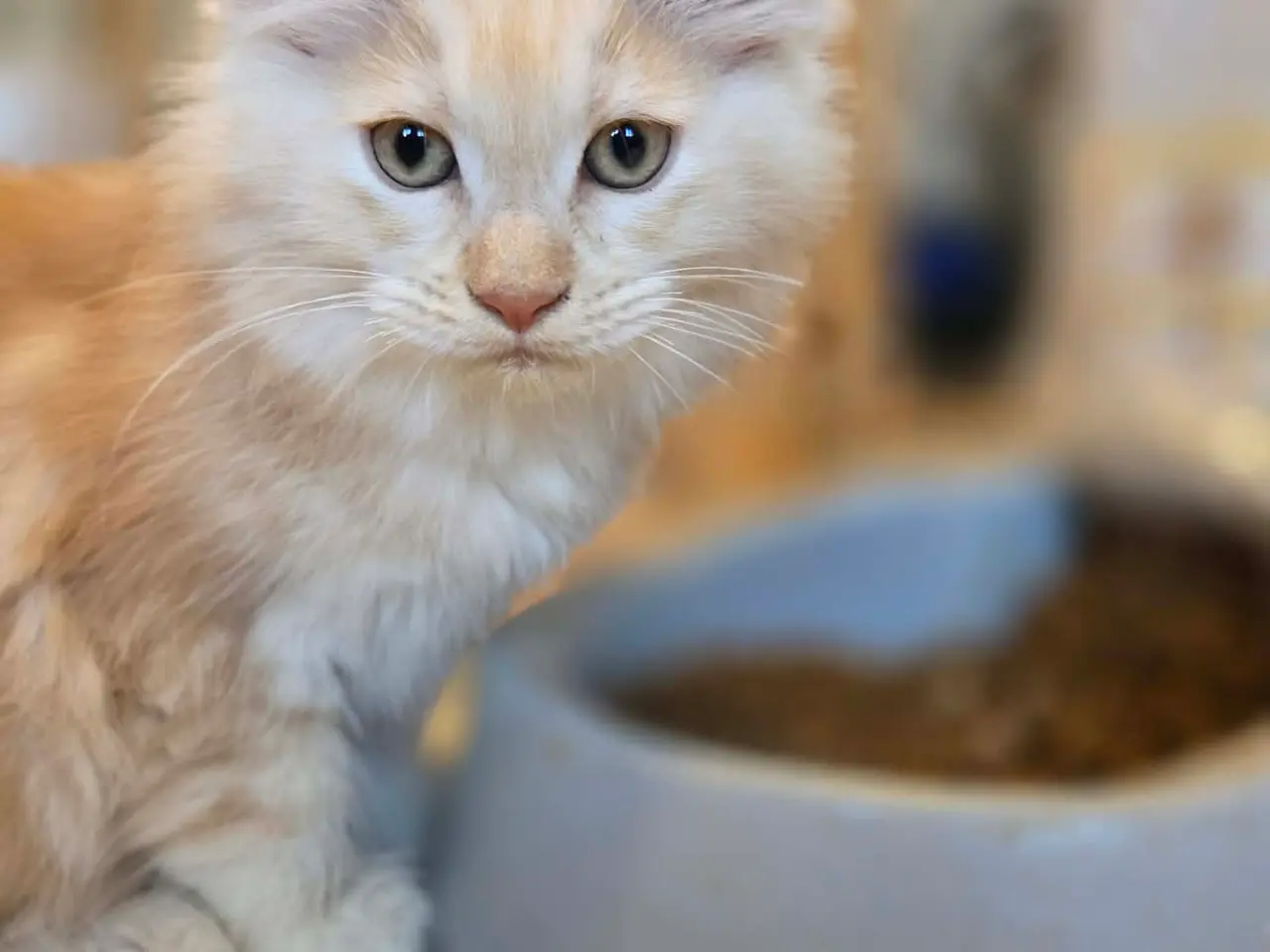 Billede 5 - Maine Coon killing - Pige