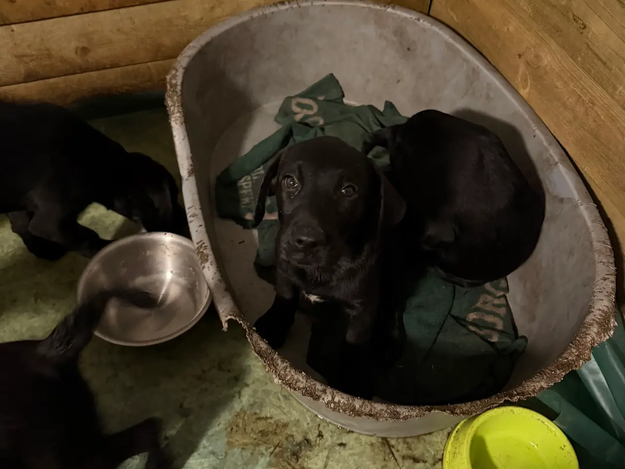 Billede 3 - Labrador Formel 1 / Bicton