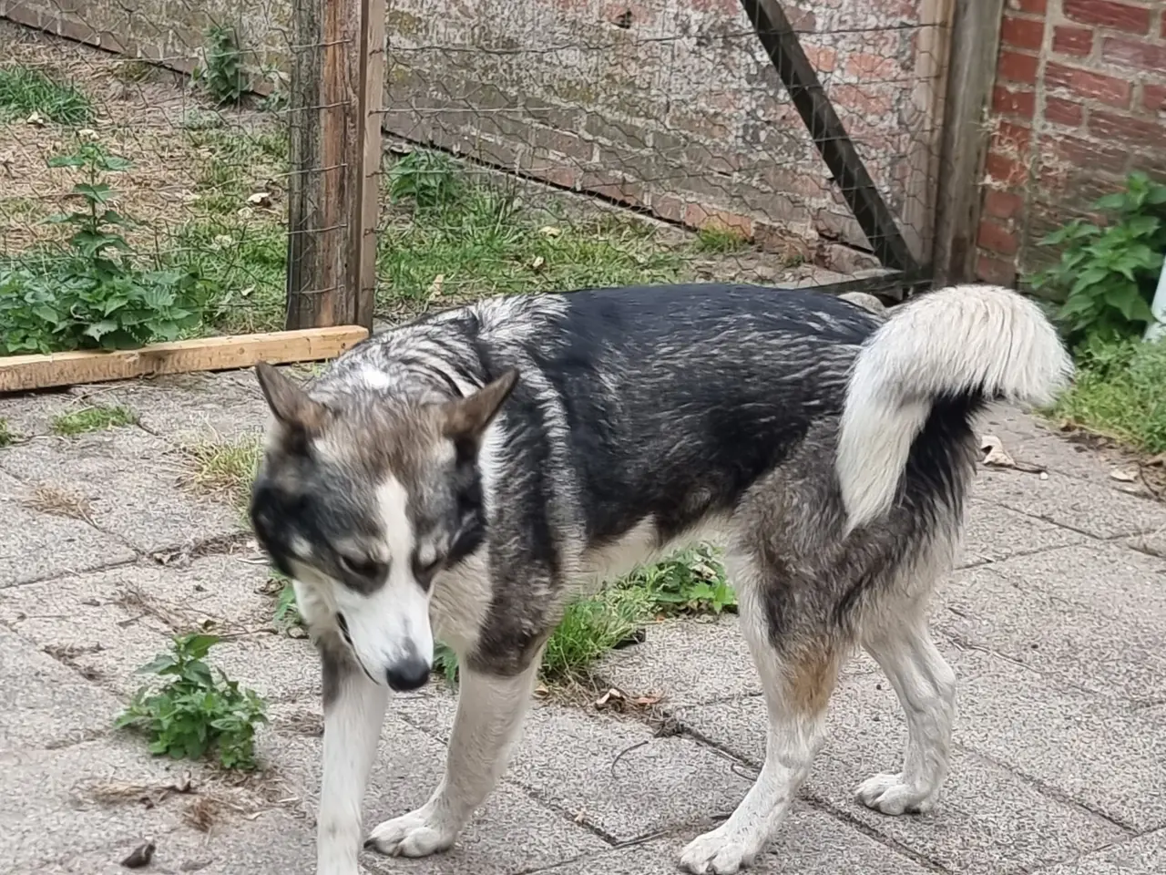 Billede 3 - Husky/ Border collie