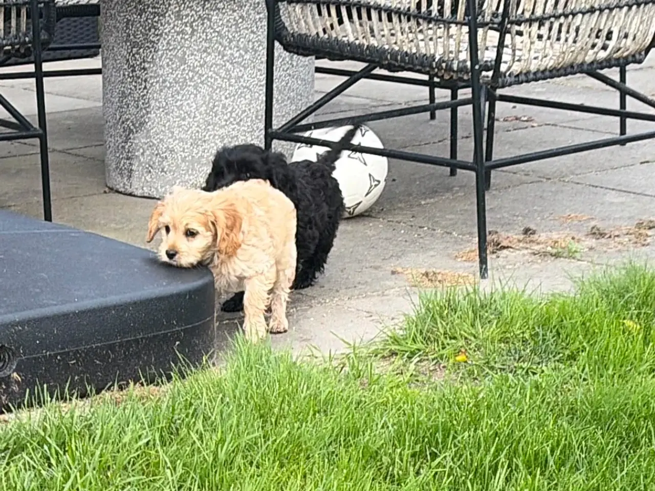 Billede 14 - Den smukkeste F1 Cavapoo dreng tilbage