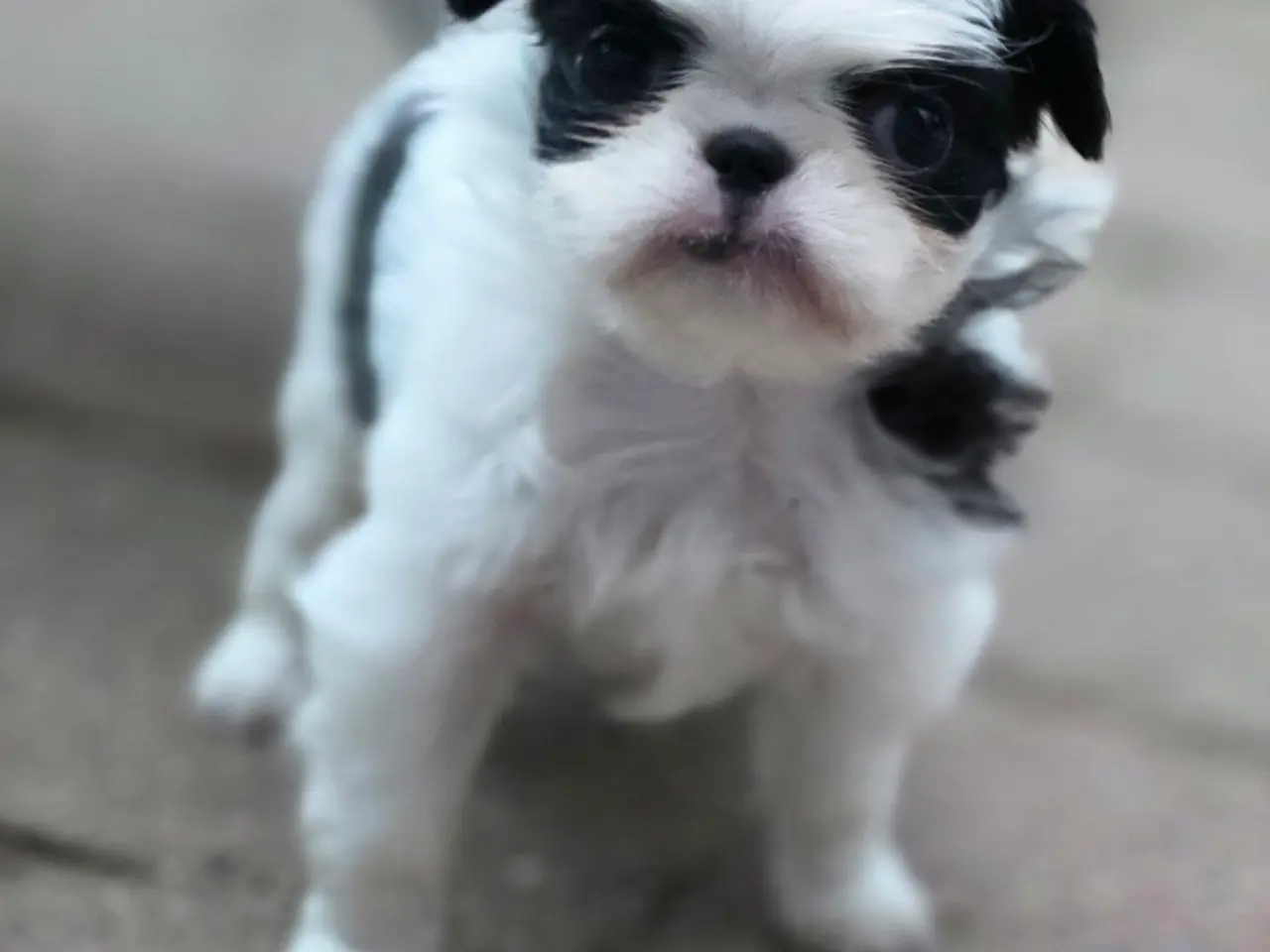 Billede 2 - Hvalpe japanese Chin 