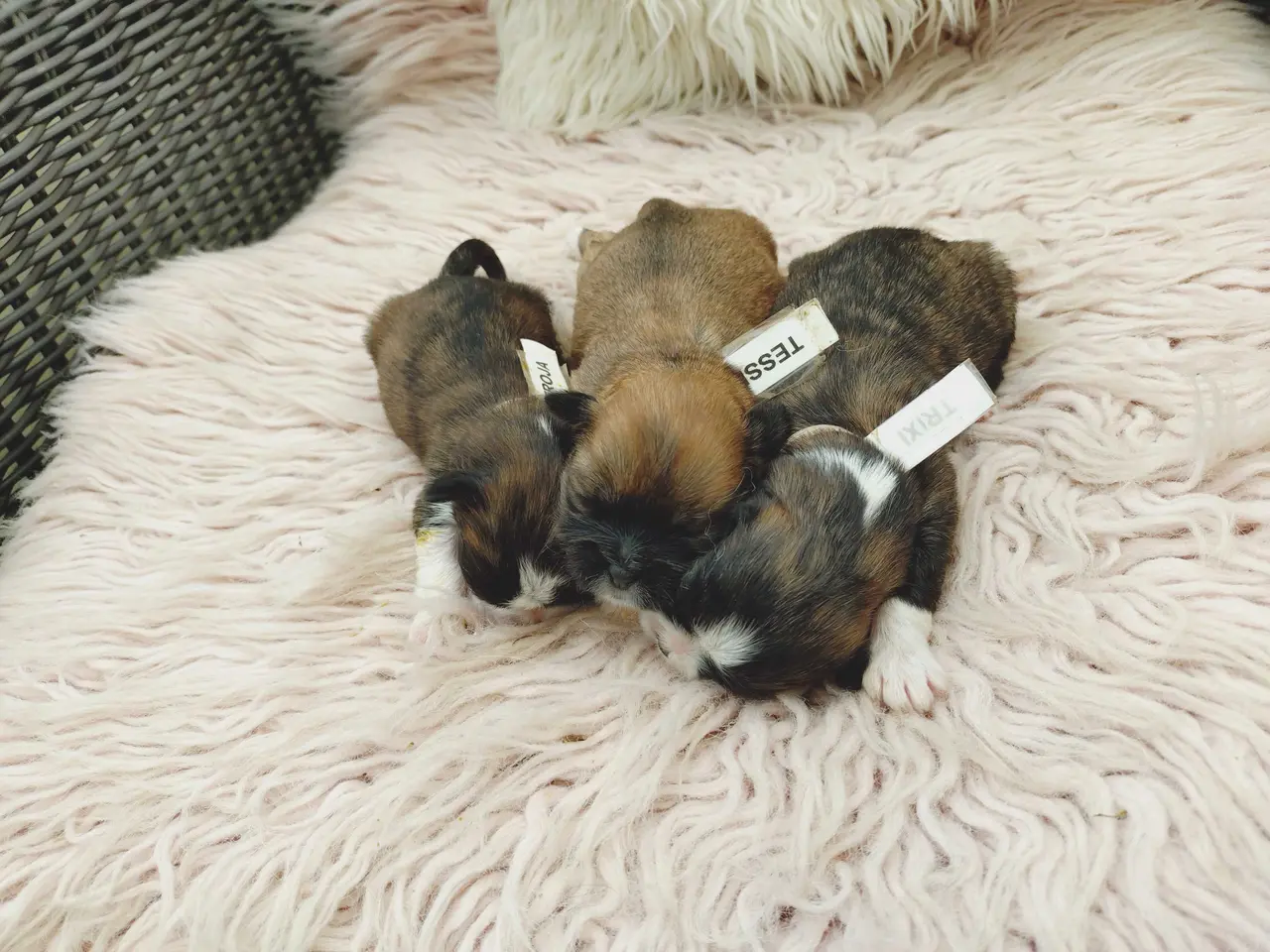 Billede 17 - Lhasa apso hvalpe med stambog