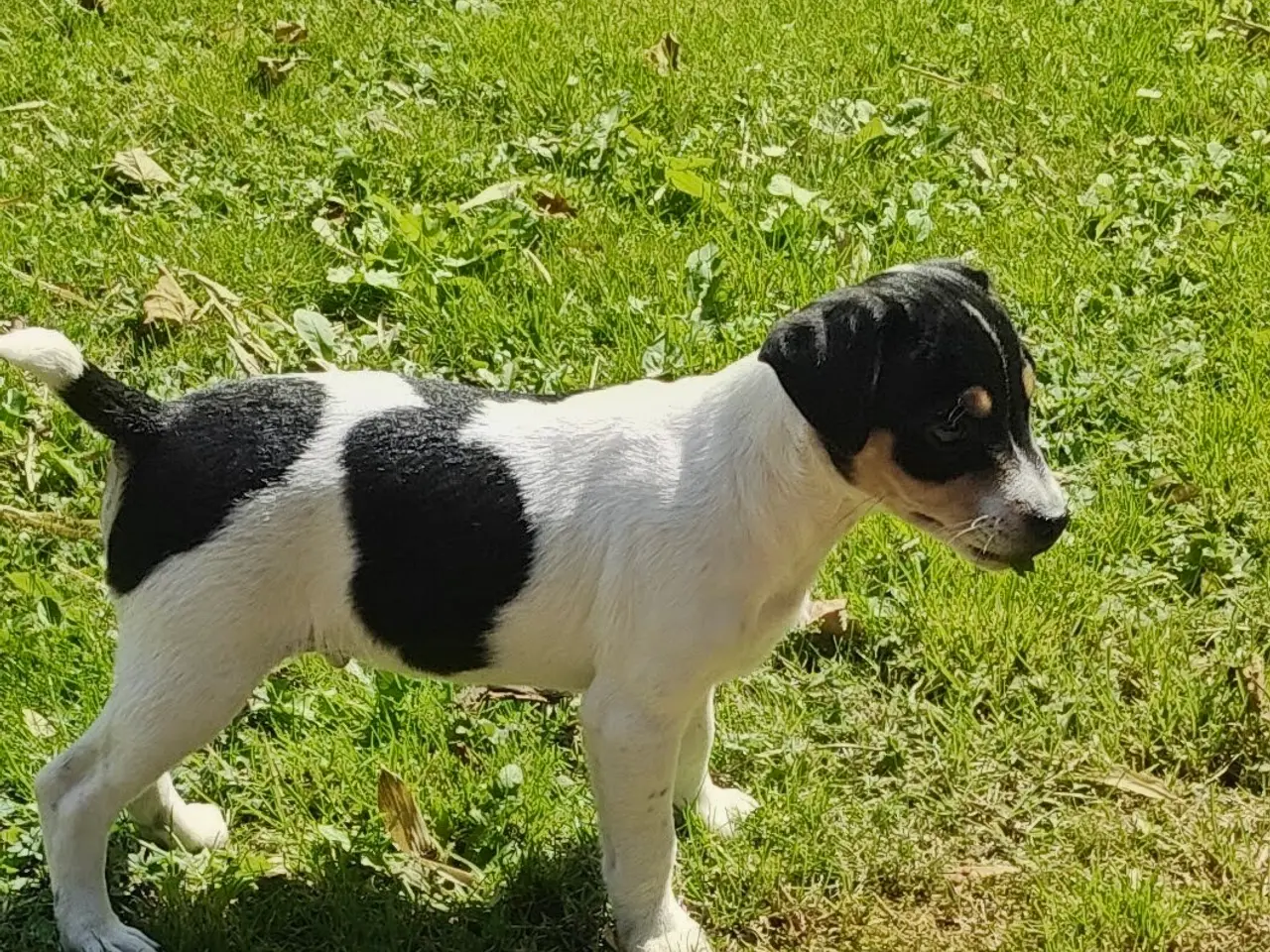 Billede 7 - Gårdhund..Rottehund