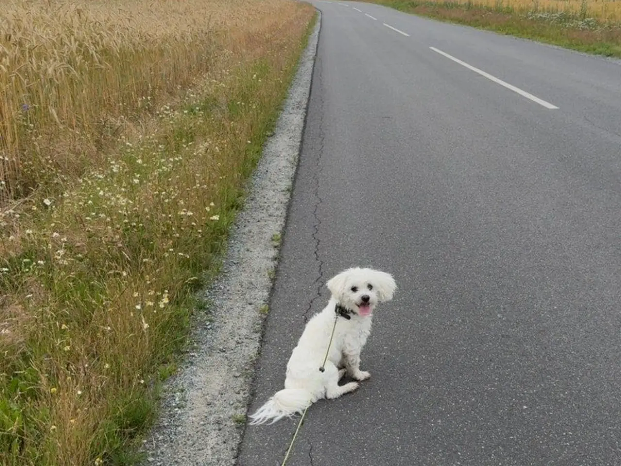 Billede 11 - Smukke bichon havanais hvalpe