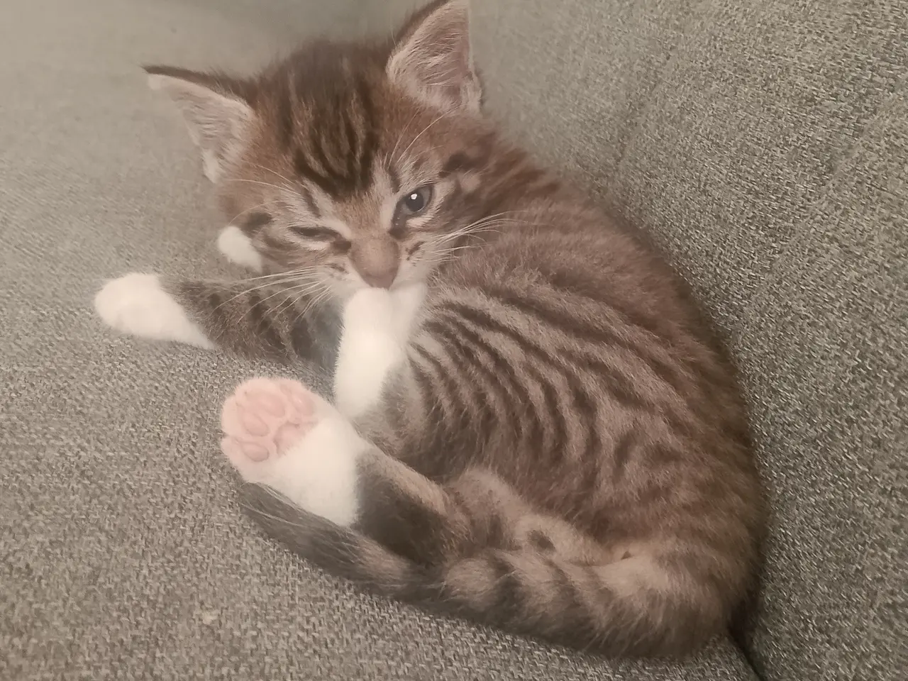 Billede 1 - Sød Kat