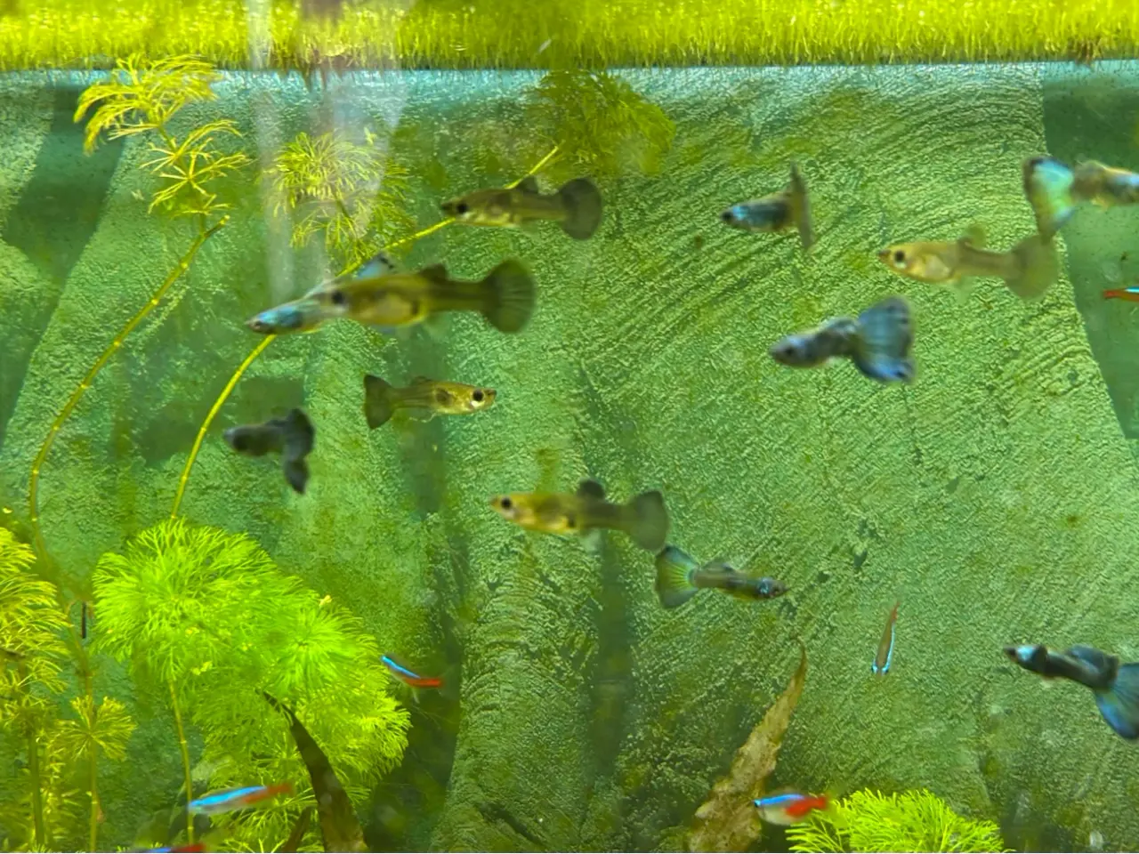 Billede 5 - 🐟🔵 Blue Moscow Guppy Par sælges - Viby J