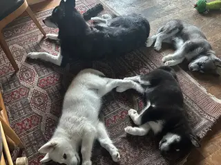 Blandingshvalpe Husky / Malamute/ Samojede
