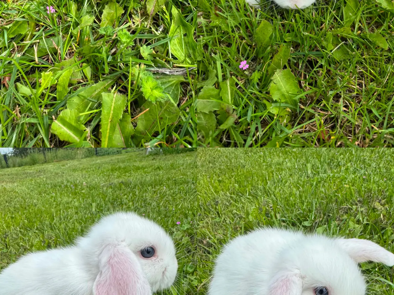 Billede 1 - Dværg vædder kaninunger 🐰