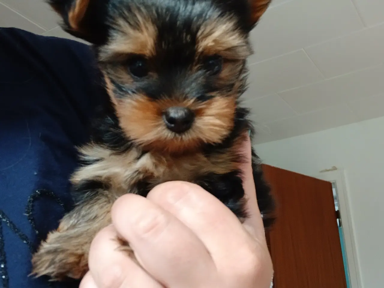 Billede 2 - 3 drenge Yorkshire Terrier