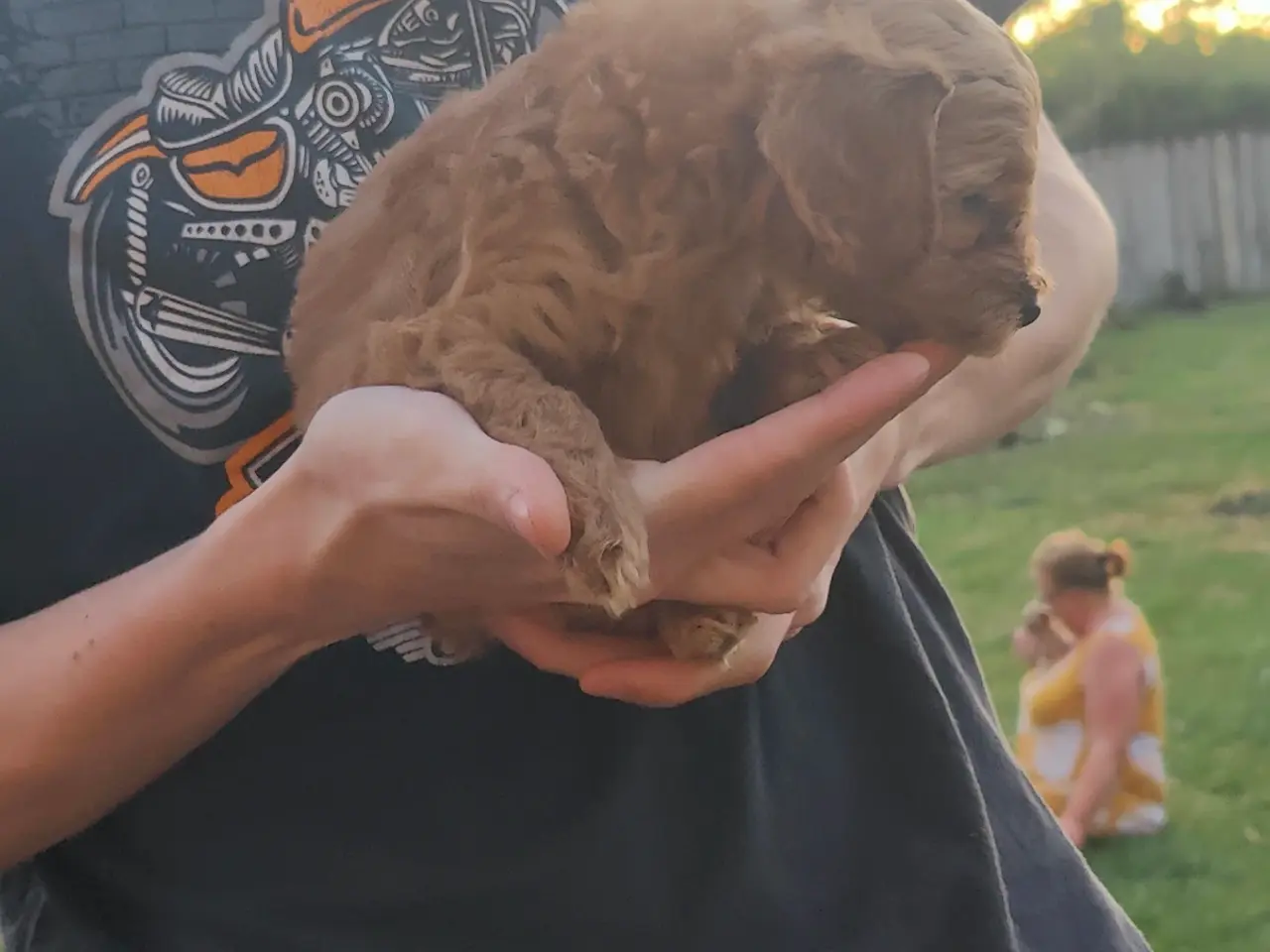 Billede 3 - F1 cavapoo hvalp