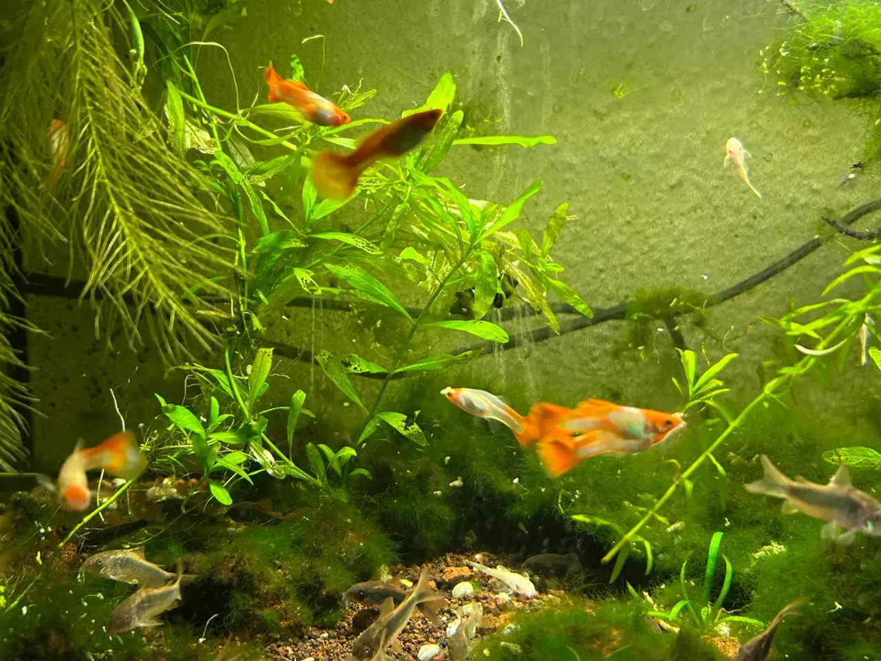 Billede 5 - 🐠❤️ Rednose Koi Guppy Par | Hvid Krop & Rød Hale