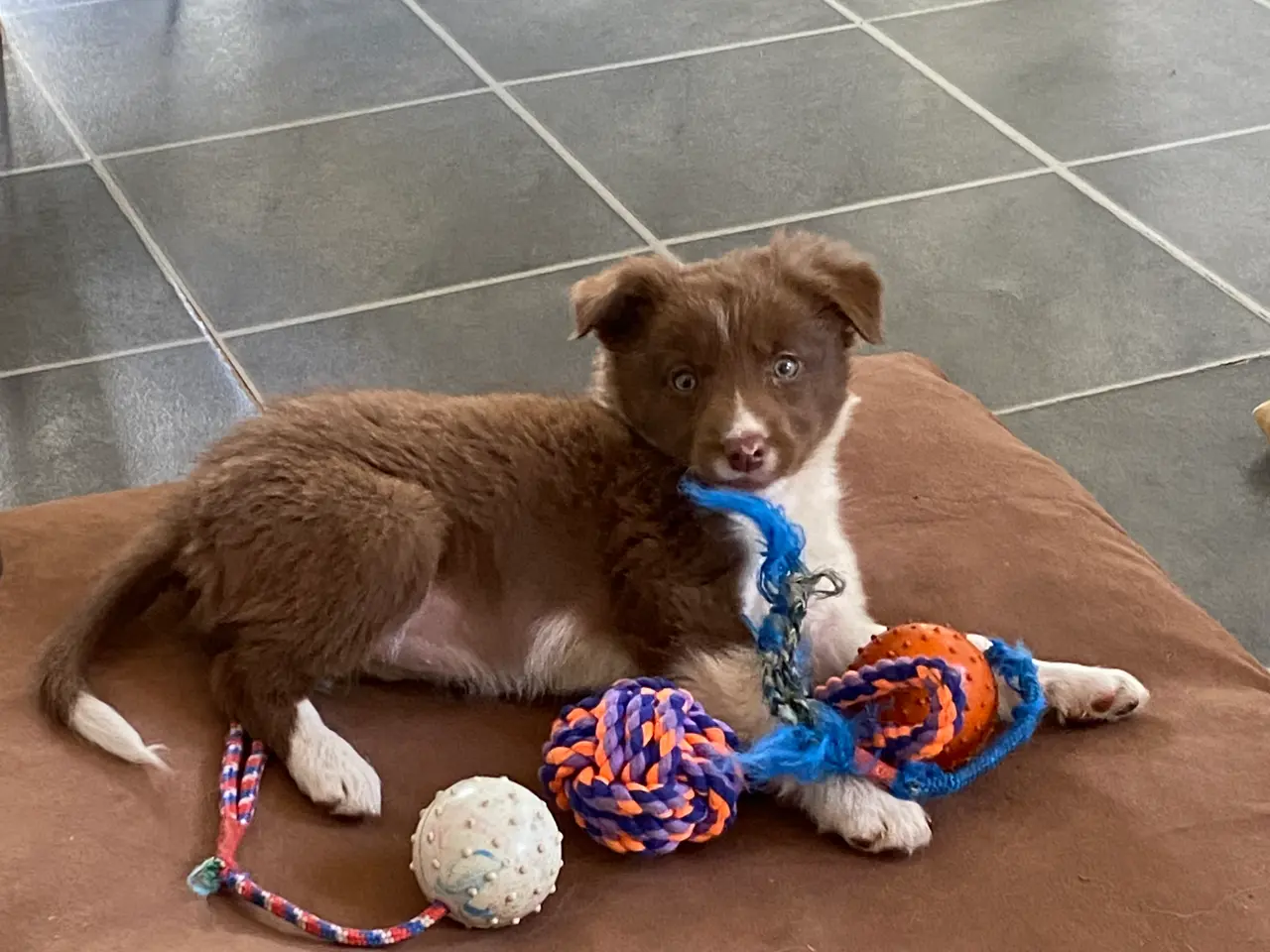 Billede 5 - Border Collie Så er vi Klar
